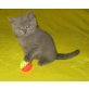 BKH Junge blau, Britisch Kurzhaarkatze - Kater