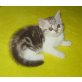 BKH Junge chocolate-silber tabby weiss, Britisch Kurzhaarkatze - Kater