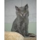 BKH Junge in blau, Britisch Kurzhaarkatze - Kater