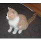 BKH Junge in creme-weiss , Britisch Kurzhaarkatze - Kater