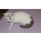BKH Junge in lilac-weiss Harlekin, Britisch Kurzhaarkatze - Kater