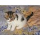 BKH Junge in schwarz-tabby Harlekin , Britisch Kurzhaarkatze - Kater