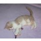 BKH Junge mit österr. Stammbaum, Britisch Kurzhaarkatze - Kater