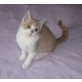 BKH Junge mit österr. Stammbaum, Britisch Kurzhaarkatze - Kater