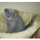 BKH Jungs in blau, Britisch Kurzhaarkatze - Kater