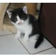 BKH Jungs in schwarz-weiss, rot, creme, Britisch Kurzhaarkatze - Kater