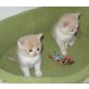 BKH Jungs mit österreichischem Stammbaum, Britisch Kurzhaarkatze - Kater