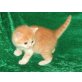 BKH Jungtiere in versch. Farben, Britisch Kurzhaarkatze - Kater