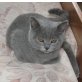 BKH Jungtiere in verschiedenen Farben, Britisch Kurzhaarkatze - Kater