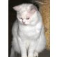 BKH Kater, Britisch Kurzhaarkatze - Kater