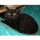 BKH Kater in schwarz, Britisch Kurzhaarkatze - Kater