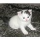 BKH Kater in schwarz-weiss Van , Britisch Kurzhaarkatze - Kater
