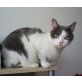 BKH - Katze