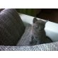BKH - Katze