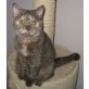 BKH Katze / Kater, Britisch Kurzhaarkatze - Kater