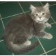 /BKH Katze, Maine Coon - Kater