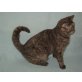 BKH Katze mit Stammbaum, Britisch Kurzhaarkatze - Katze