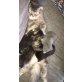BKH Kitten, Britisch Kurzhaarkatze - Kater