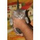 BKH-Kitten, Britisch Kurzhaarkatze - Katze
