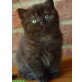 BKH Kitten, Britisch Kurzhaarkatze - Katze