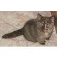 BKH Kitten Schildpart, Britisch Kurzhaarkatze - Katze