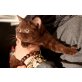 BKH Kitten chocolate und schwarz, Britisch Kurzhaarkatze - Katze