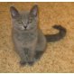 BKH Kitten in blau, Britisch Kurzhaarkatze - Kater