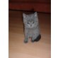 BKH-Kitten in lilac und blau, Britisch Kurzhaarkatze - Kater