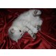 BKH Kitten in silver tabby und silver shaded, Britisch Kurzhaarkatze - Katze