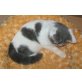 BKH Kitten männlich, Britisch Kurzhaarkatze - Kater