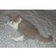 BKH Kitten männlich in lilac-weiss, Britisch Kurzhaarkatze - Kater