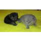 BKH Kitten männlich mit Stammbaum, Britisch Kurzhaarkatze - Kater