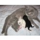 BKH Kitten männlich und weiblich, Britisch Kurzhaarkatze - Kater