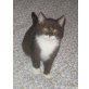 BKH Kitten männliches in chocolate-weiss , Britisch Kurzhaarkatze - Kater