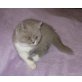 BKH Kitten weiblich, Britisch Kurzhaarkatze - Katze