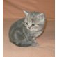 BKH Kitten weiblich classic tabby, Britisch Kurzhaarkatze - Katze