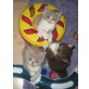 BKH Kitten weiblich in bicolour, Britisch Kurzhaarkatze - Katze