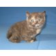 BKH Kitten weiblich schildpatt / tortie, Britisch Kurzhaarkatze - Katze