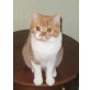 BKH Lauser Namens Yeffy, Britisch Kurzhaarkatze - Kater
