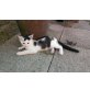 BKH MIX KATER - Kater