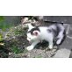 BKH MIX KÄTZCHEN - Kater