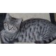 BKH/MIX - Kater