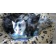 BKH MIX Kater § - Kater