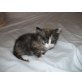 BKH-MIX Katzenbabies - Katze