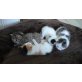 BKH MIX Katzenbabys § - Kater