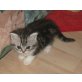 BKH Mädchen, Britisch Kurzhaarkatze - Katze