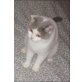 BKH Mädchen / Zuchtkatze, Britisch Kurzhaarkatze - Katze