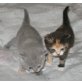 BKH Mädchen blau-creme u. chocolate-rot-weiss, Britisch Kurzhaarkatze - Katze
