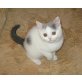 BKH Mädchen blau-weiss mit österr. Stammbaum, Britisch Kurzhaarkatze - Katze
