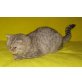 BKH Mädchen chocolate-silber spotted tabby , Britisch Kurzhaarkatze - Katze